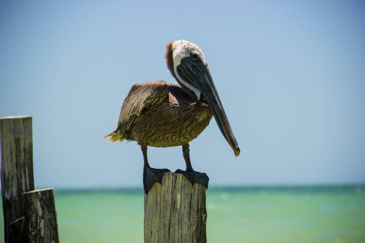 Golden Paradise Beach Holbox Eksteriør billede